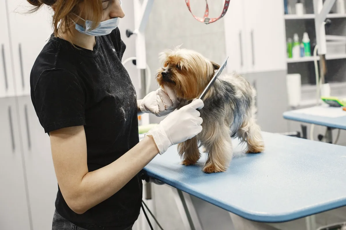 A groomer trimming a small dog's coat