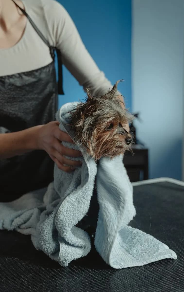 A puppy being gently groomed
