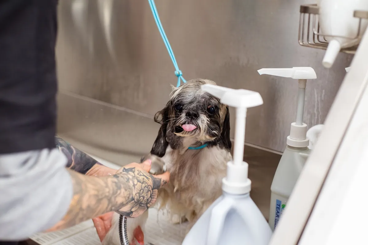 A dog being washed in a grooming bath