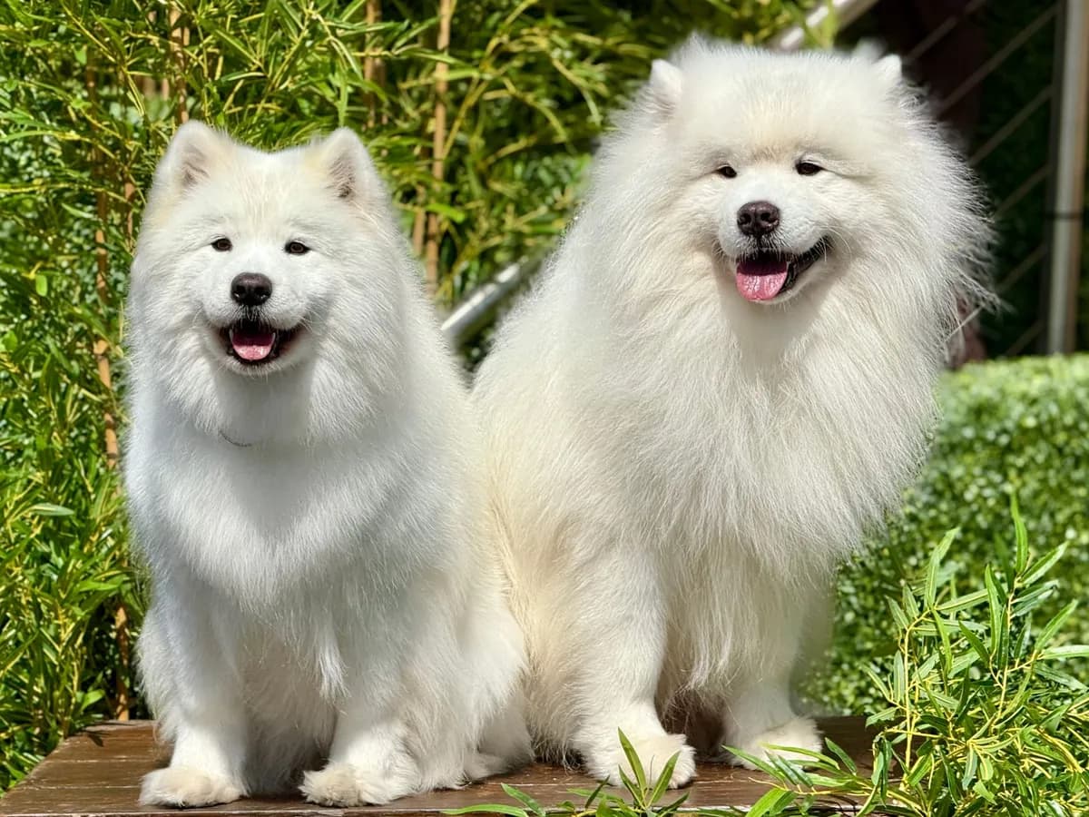 A freshly groomed fluffy dog