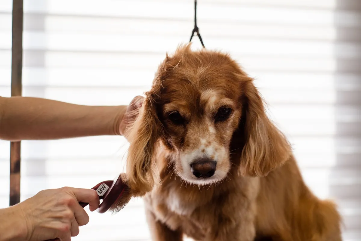 A groomer brushing a happy fluffy dog
