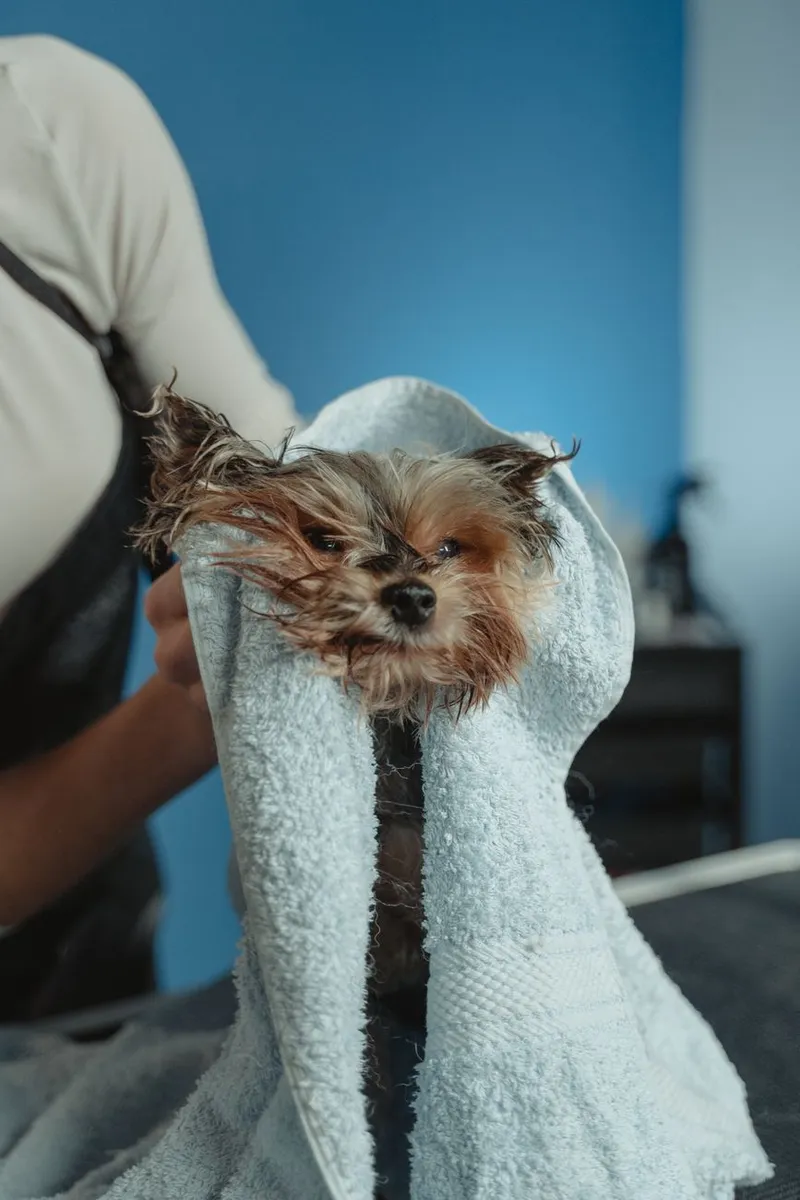 A dog wrapped in a towel after a bath